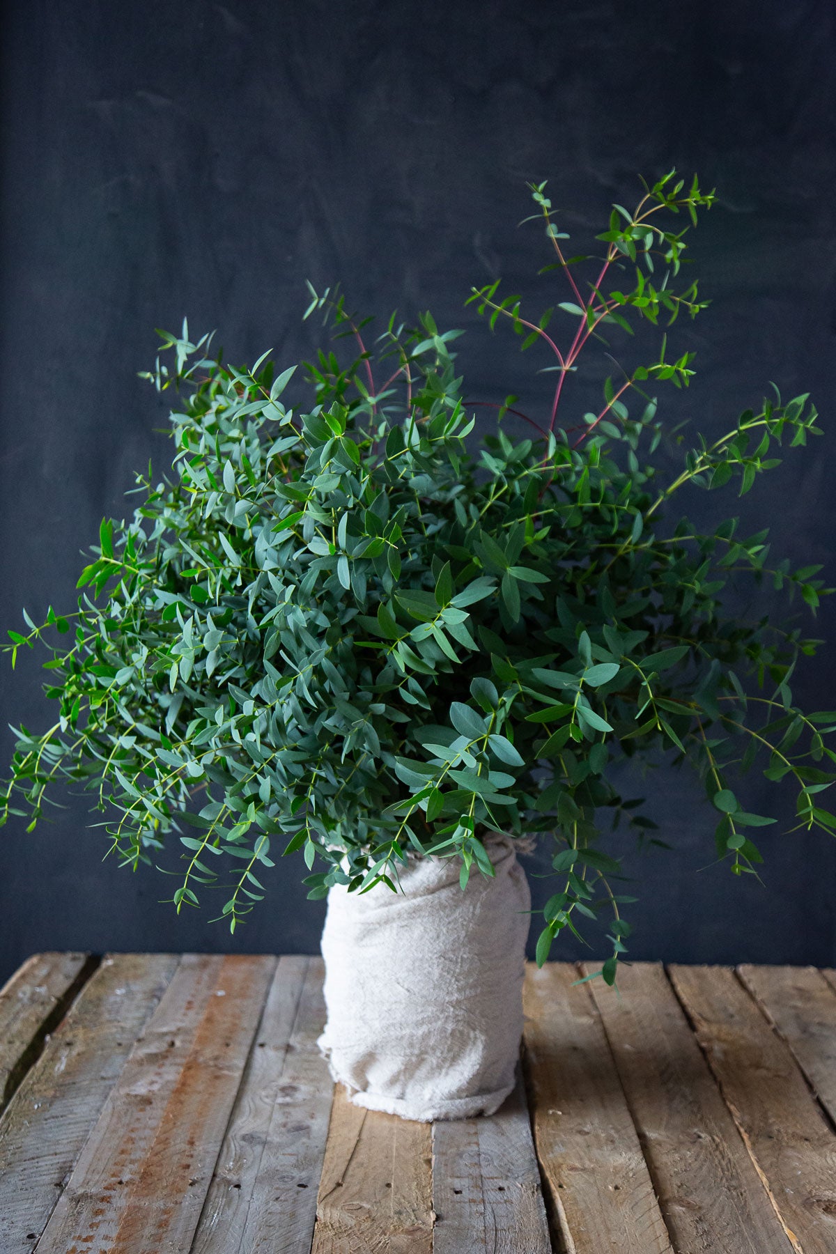 Parviofolia Eucalyptus