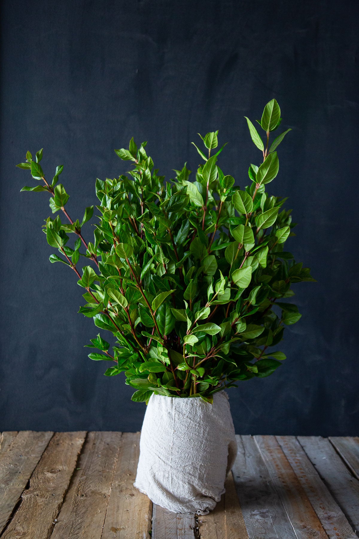 Viburnum