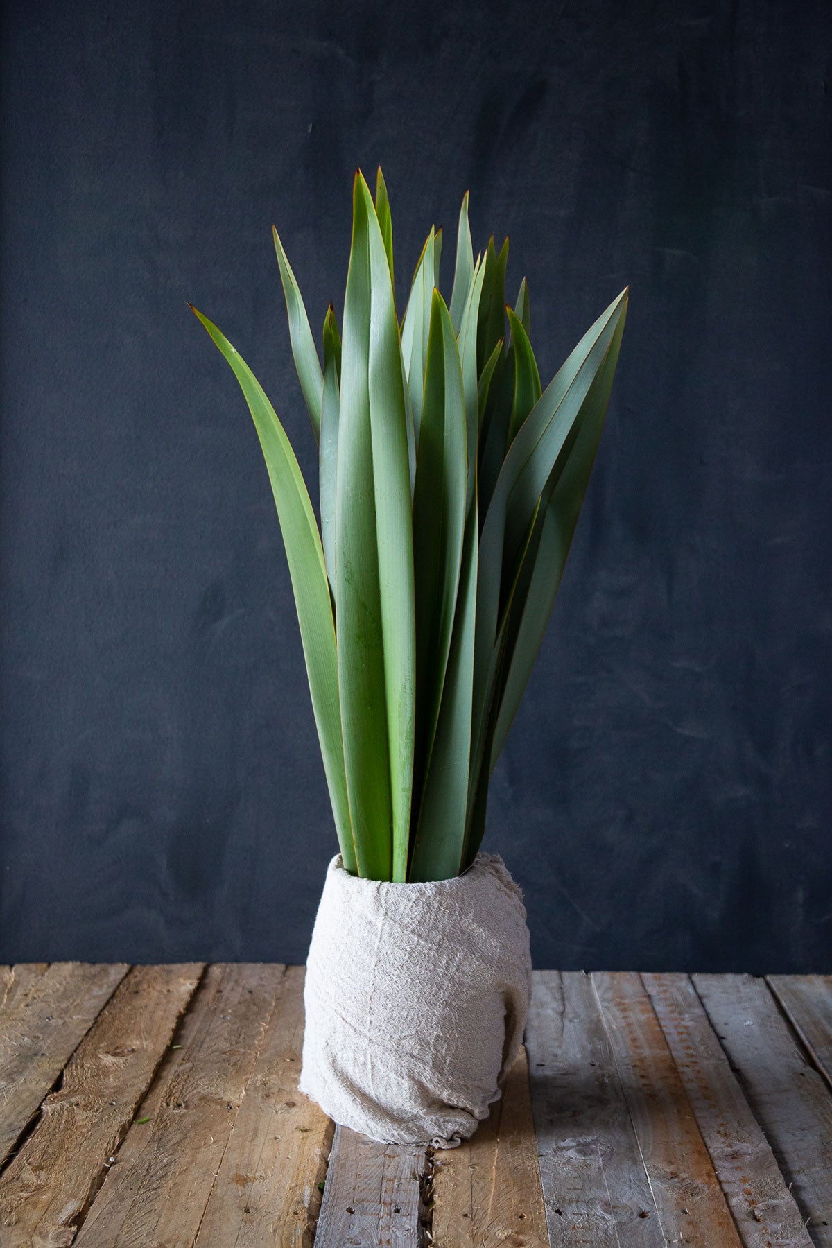 Phormium Leaves.