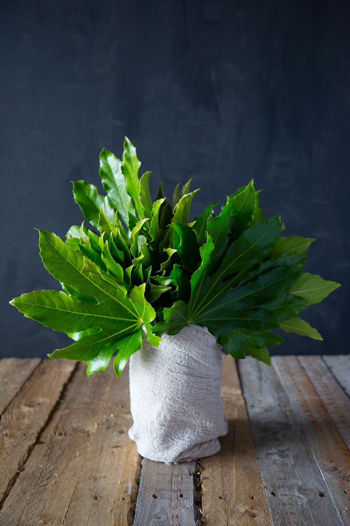 Aralia / Fatsia Leaves.
