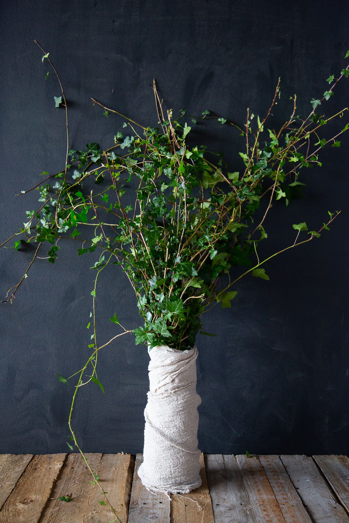 Trailing Ivy