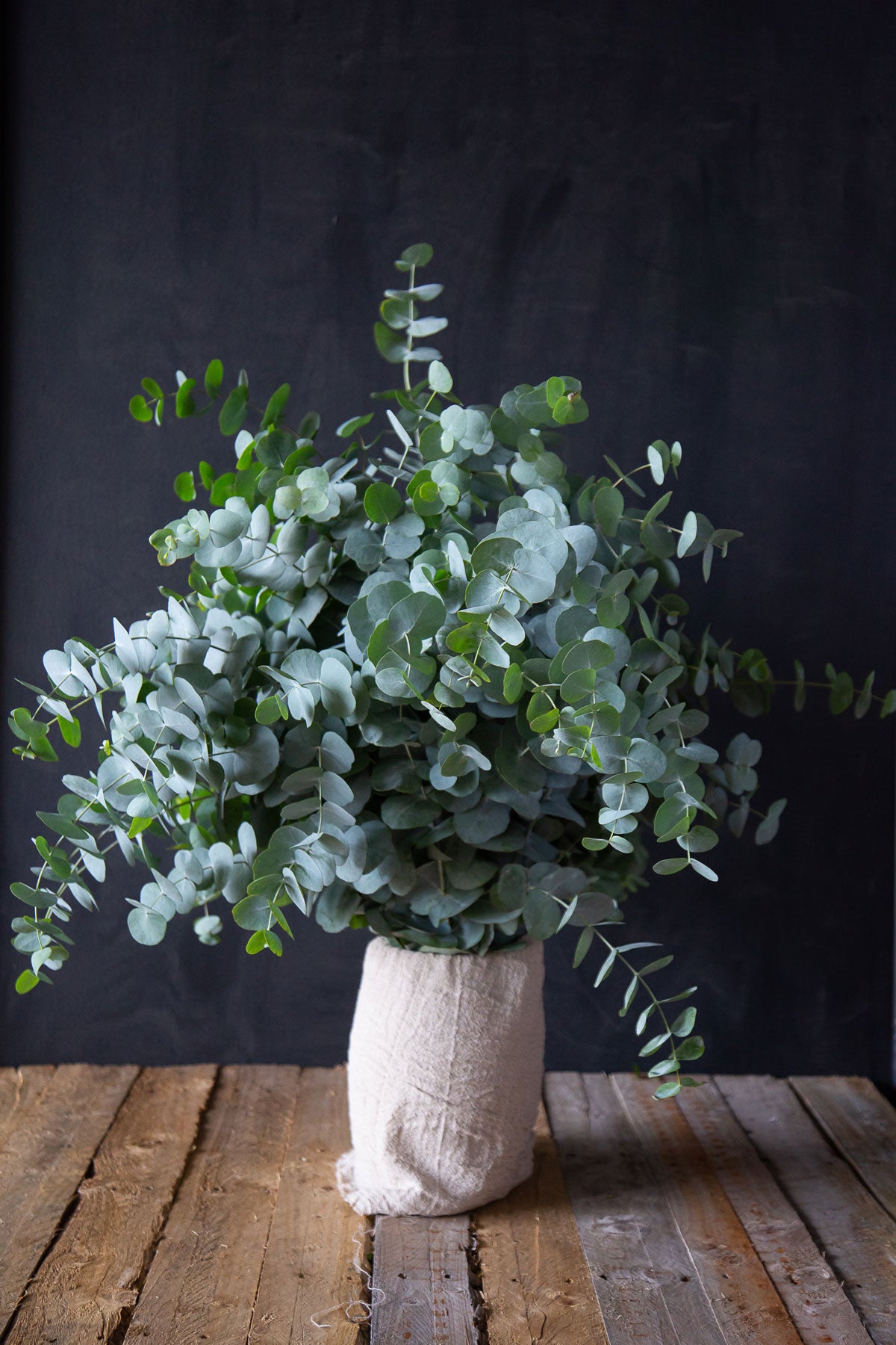 Cinerea Eucalyptus