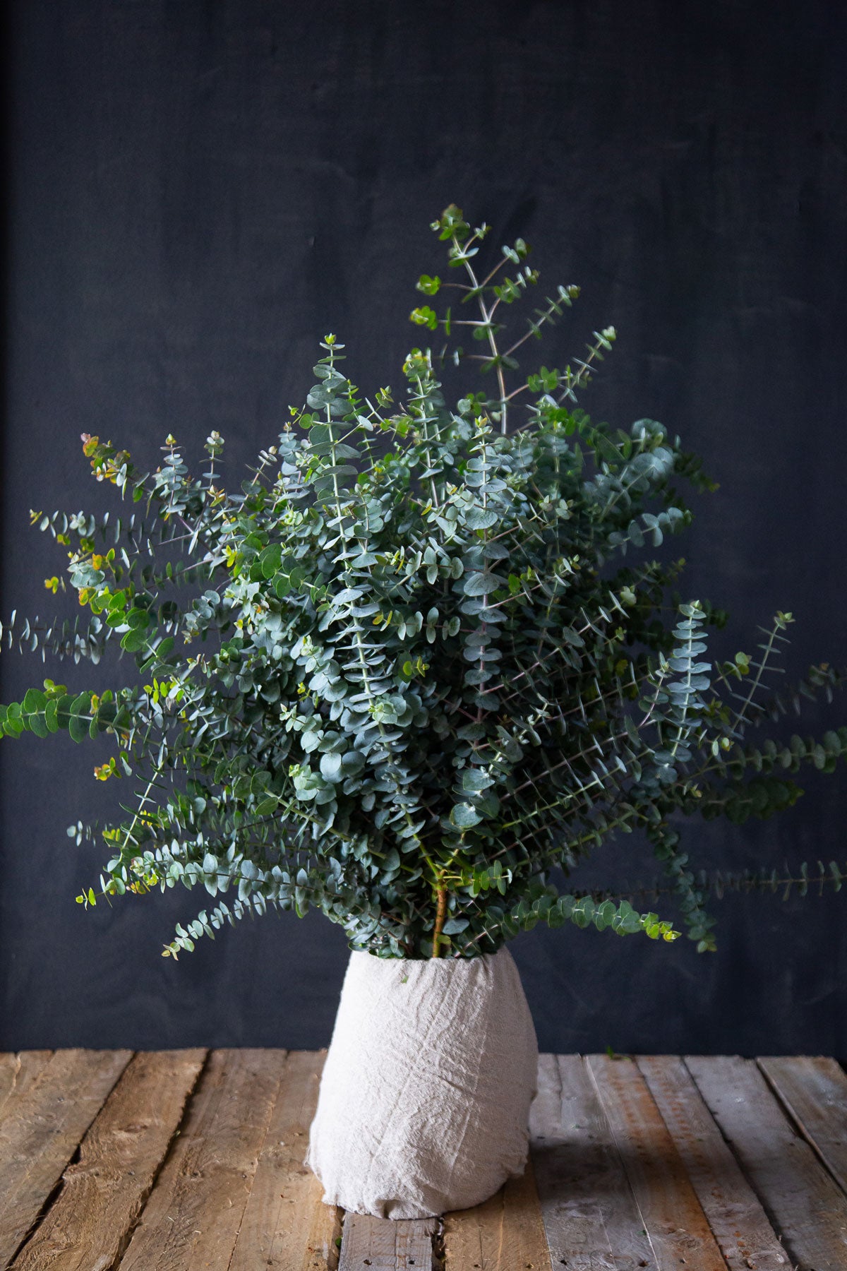 Baby Blue Eucalyptus