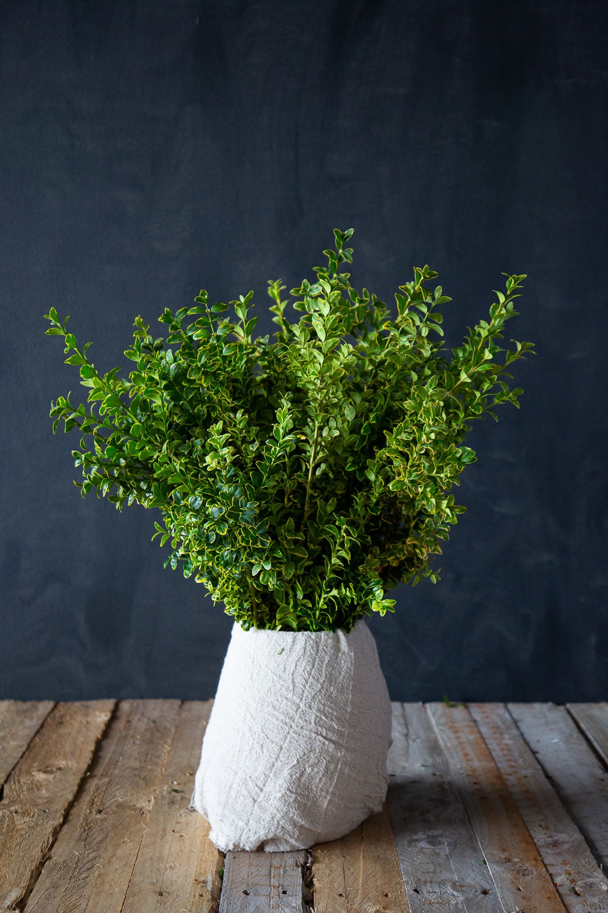 Variegated Buxus