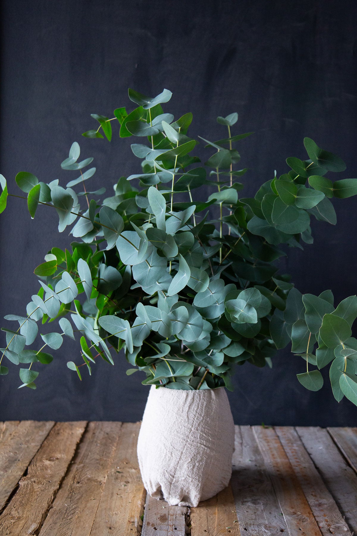 Perriniana  Eucalyptus