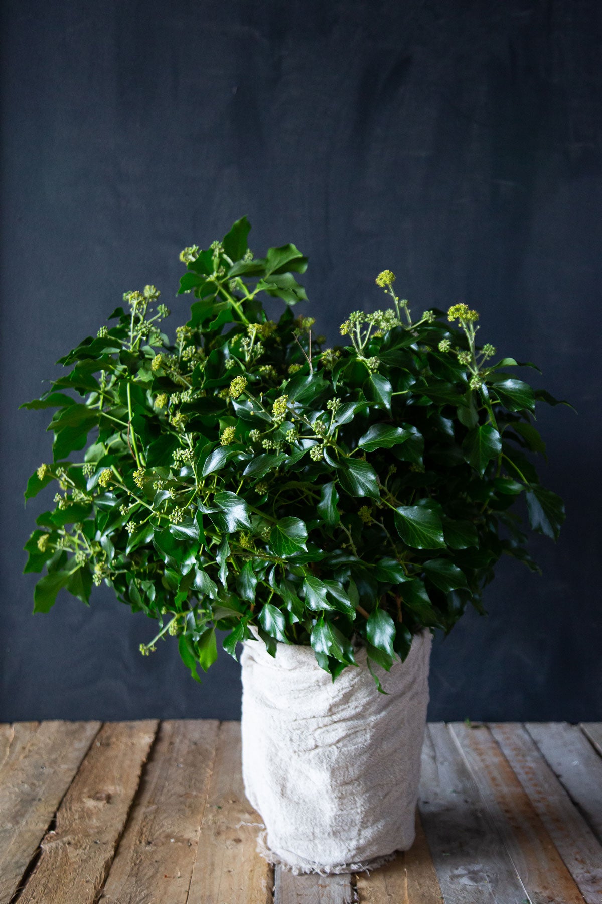 Clumpy Ivy