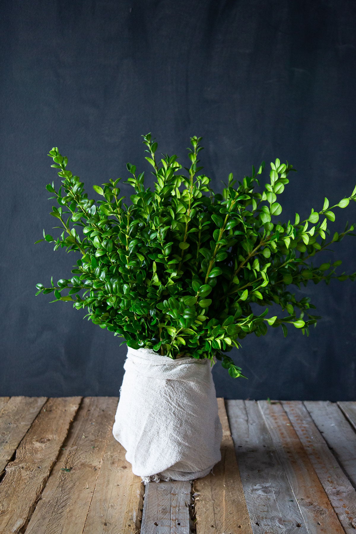 Big Leaf Green Buxus