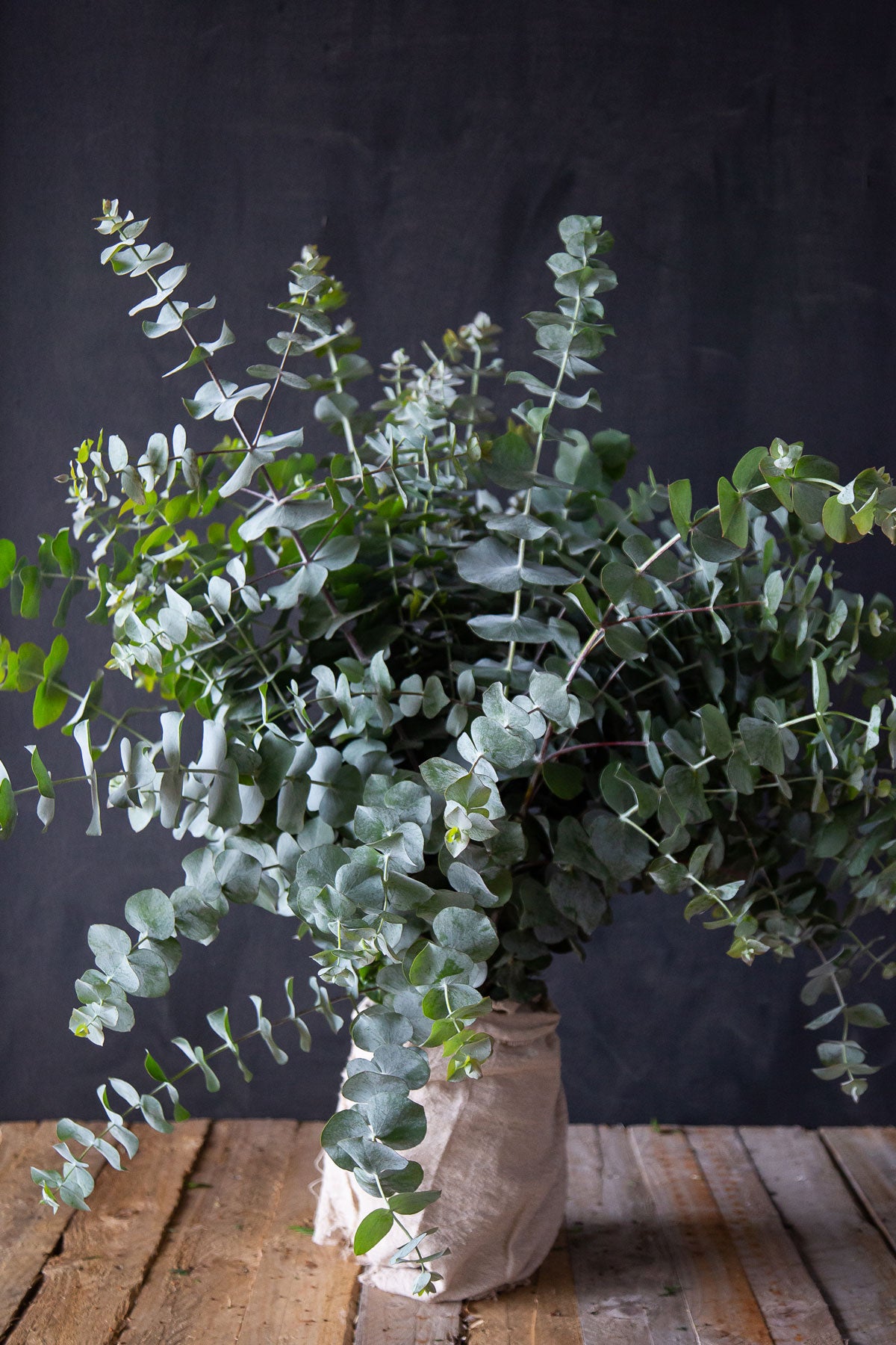 Pulverulenta Eucalyptus