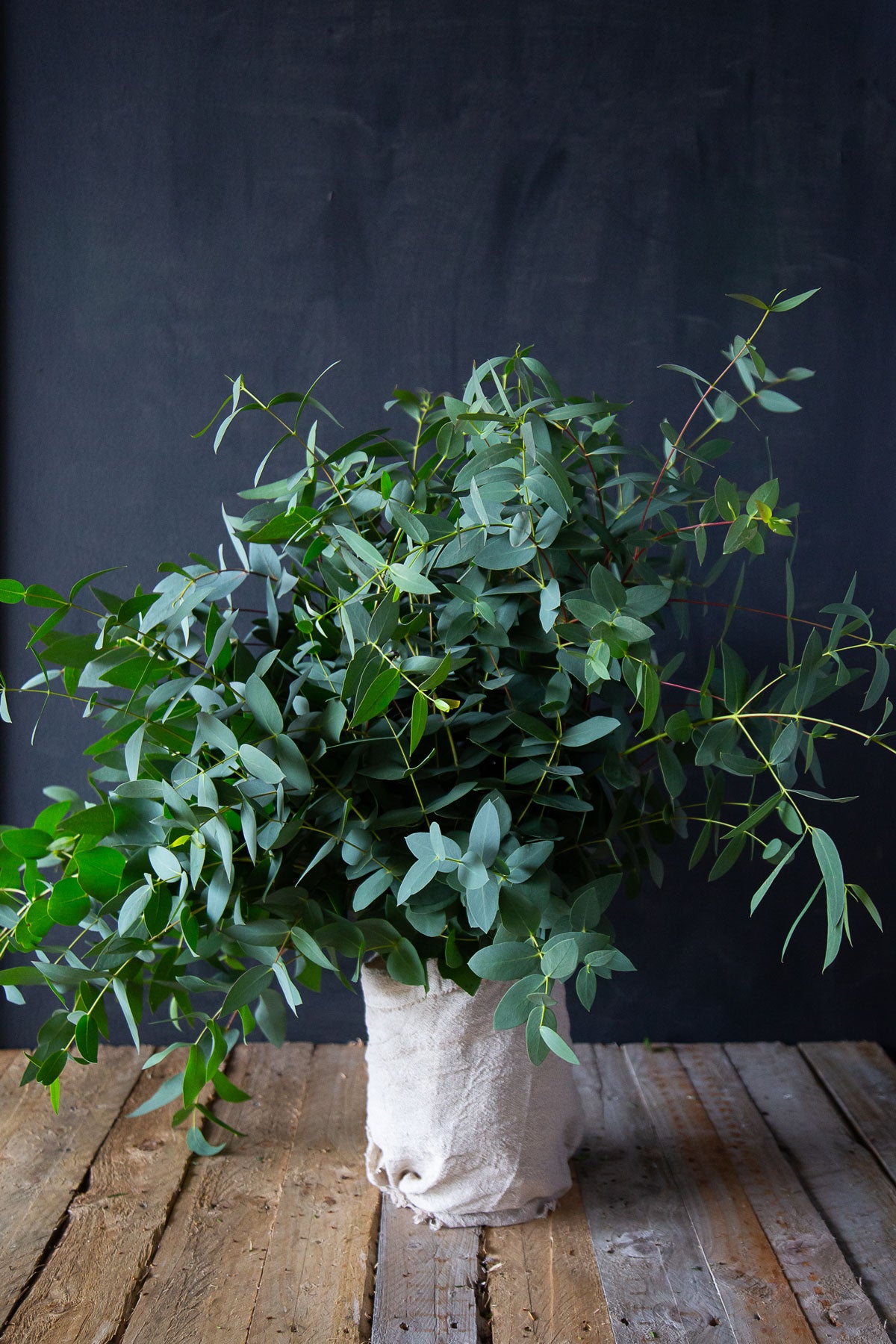 Hybrid Eucalyptus