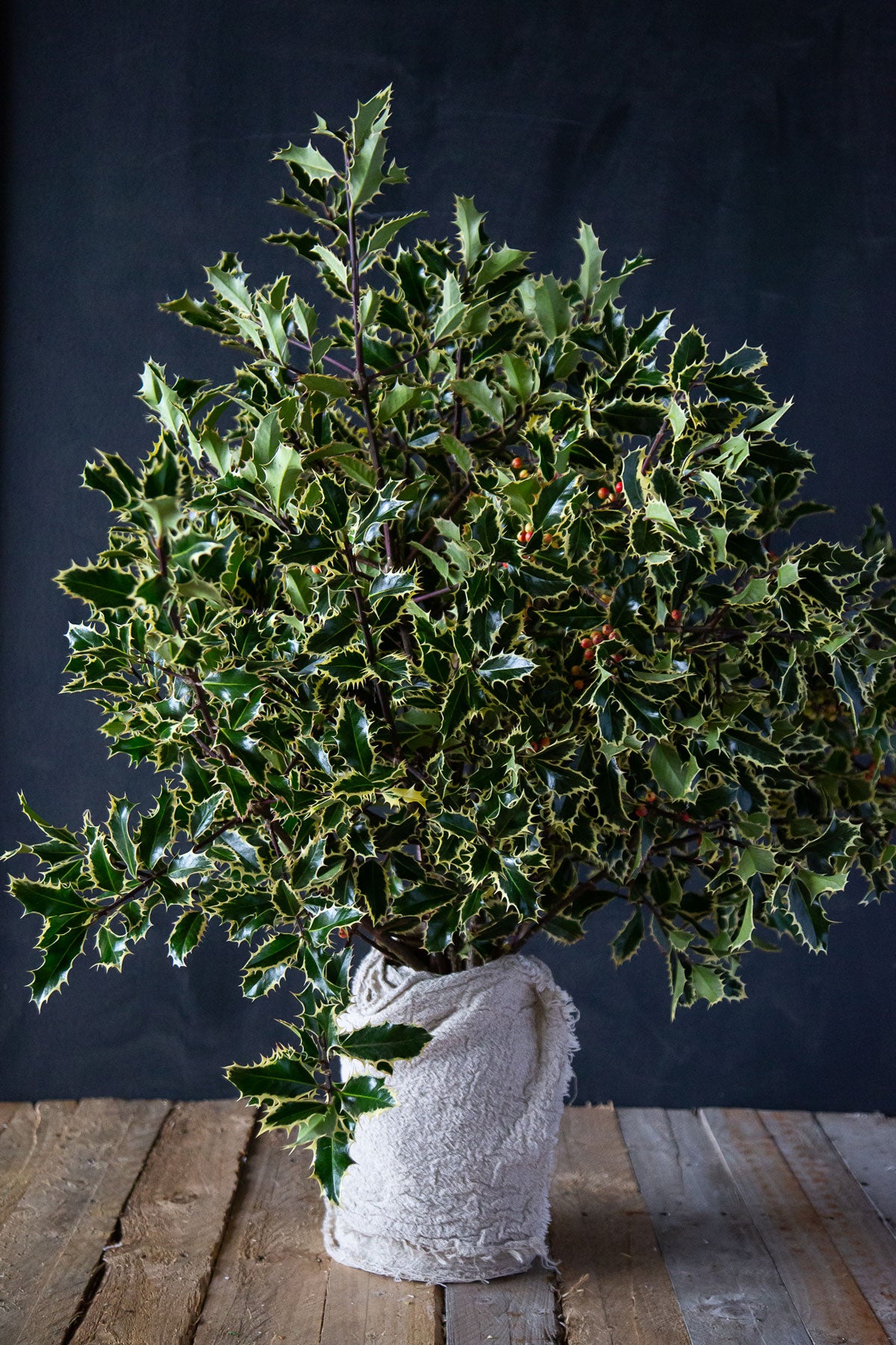 Holly Silver Queen