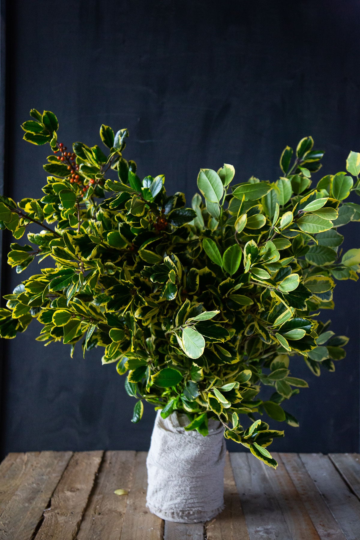 Holly Variegated Golden King