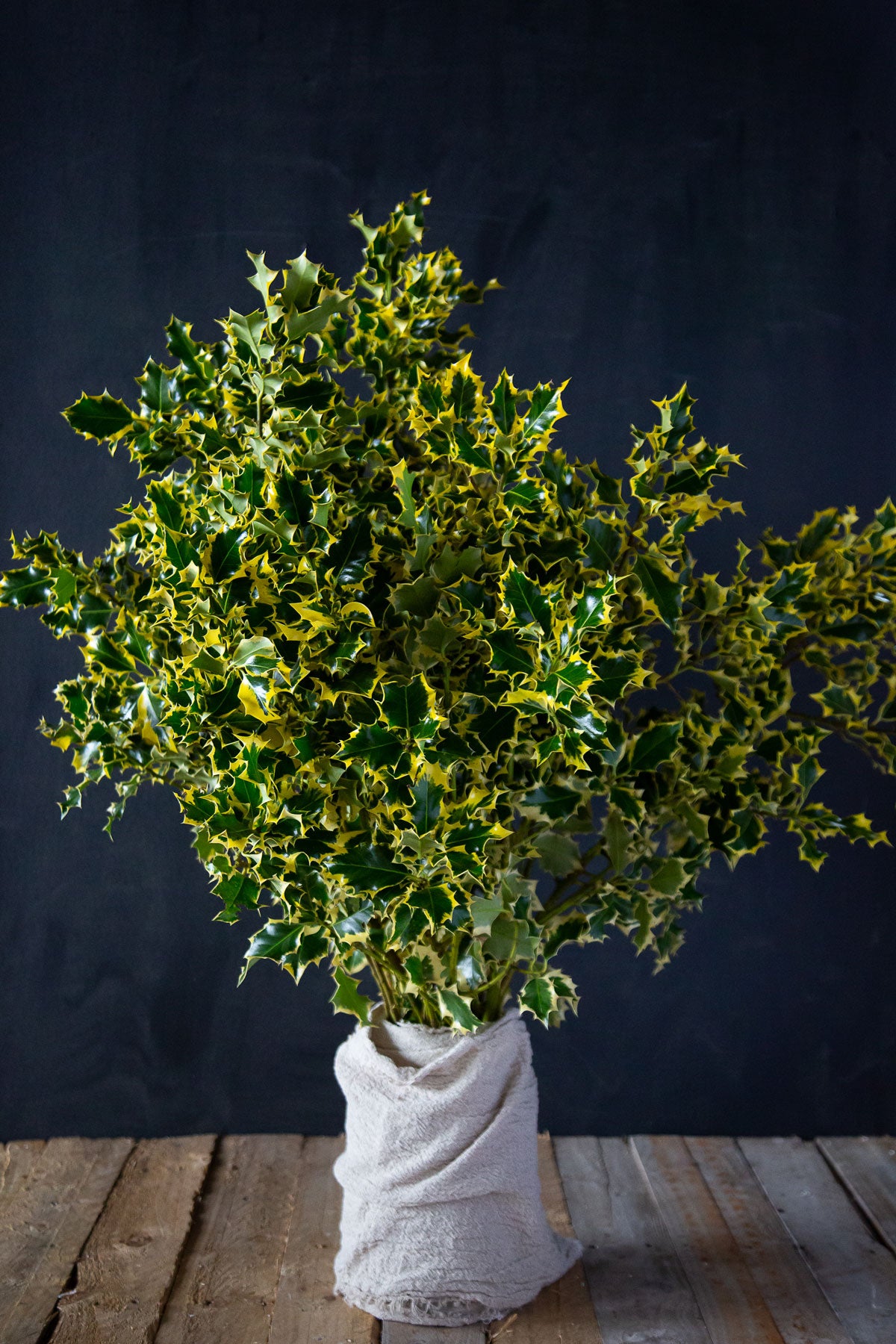 Holly Golden Queen
