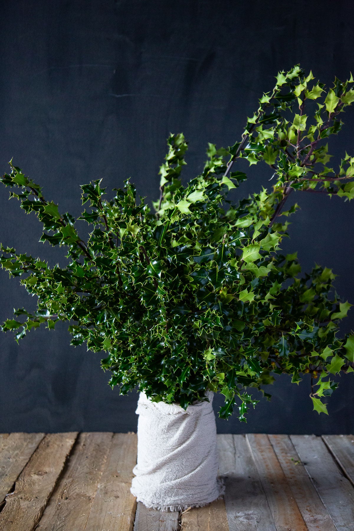 Holly Green Wild