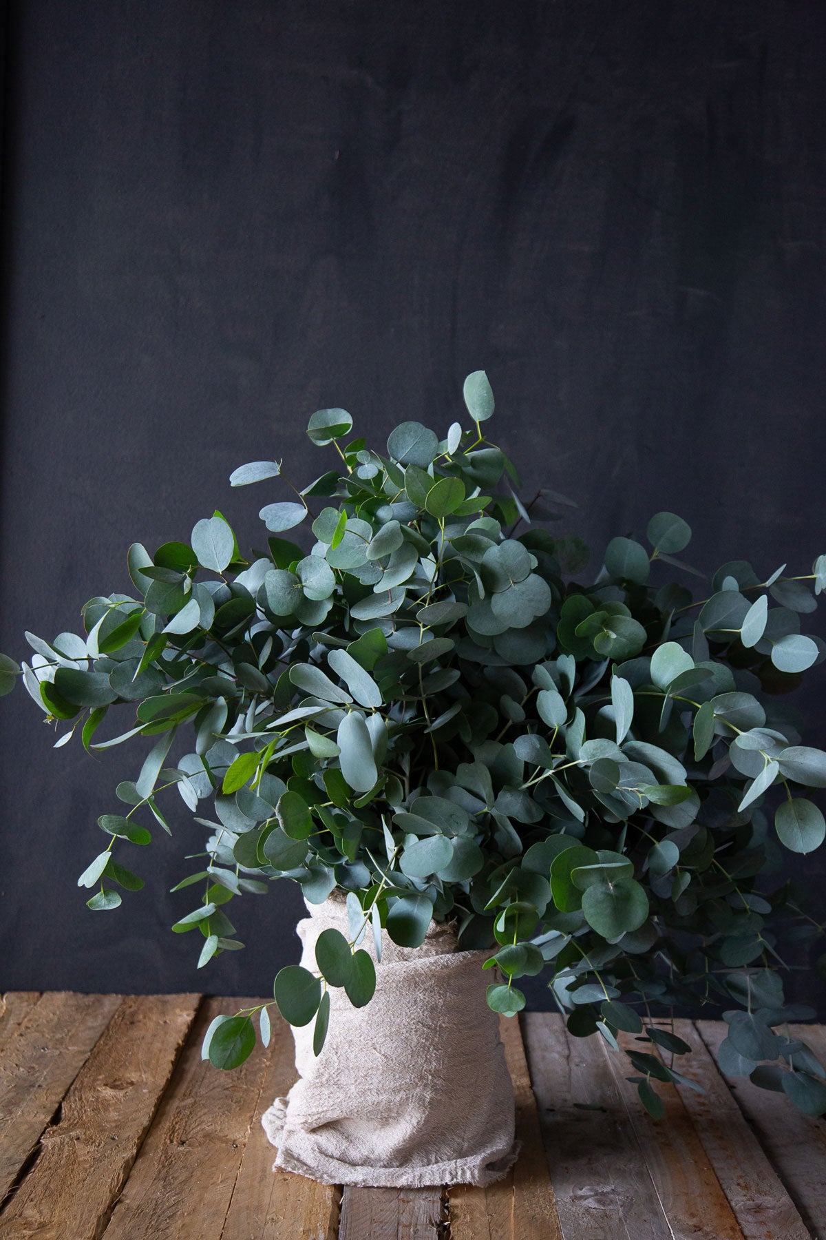 Glaucescen Eucalyptus