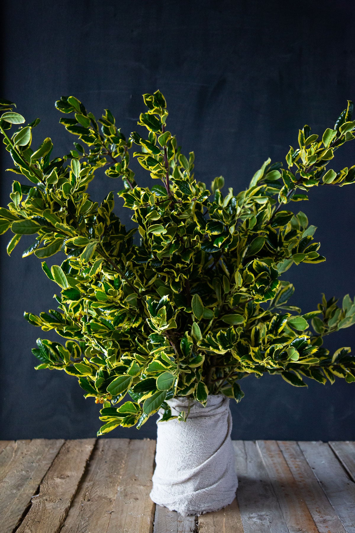 JC von Tol Variegated