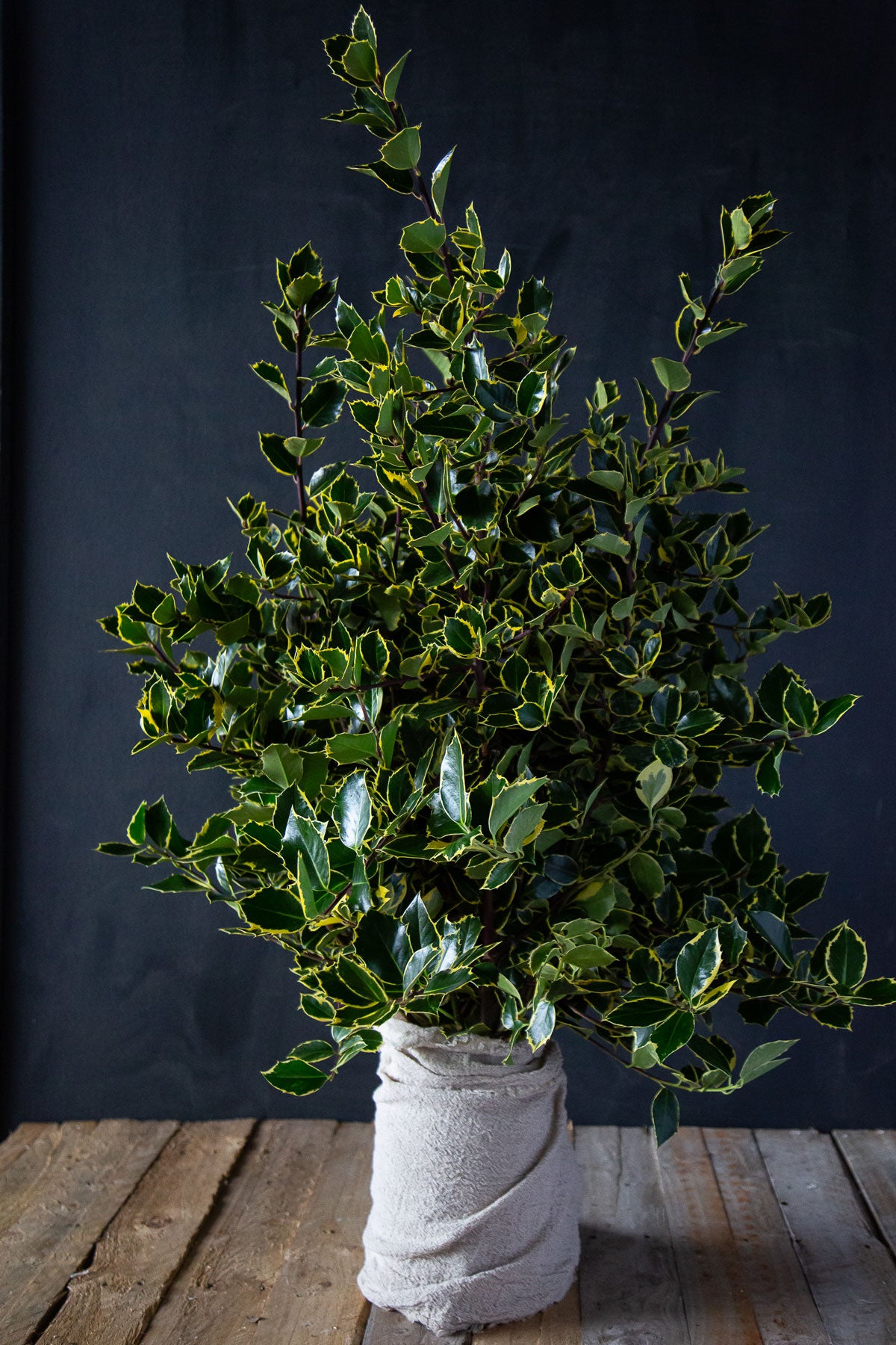 Golden Queen Small Leaf Holly