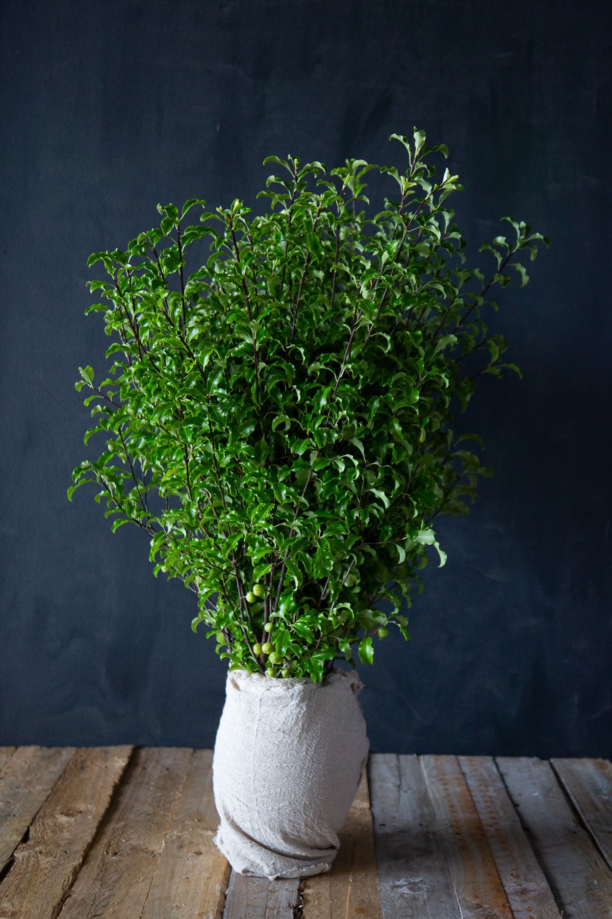 Green Pittosporum