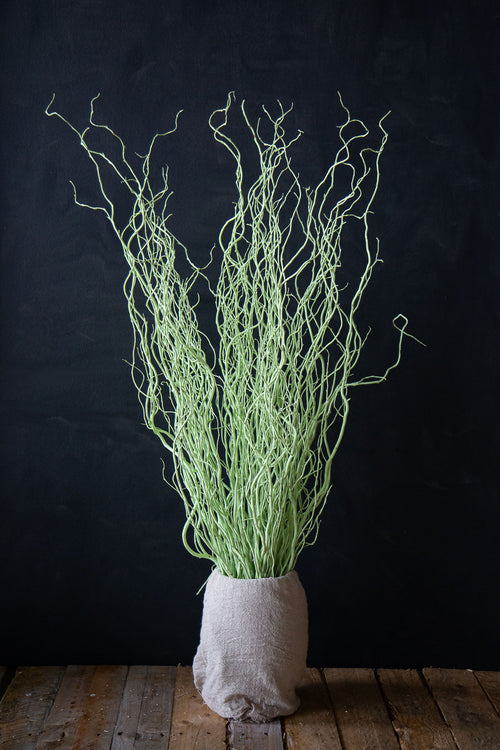 Coloured Willow - Long