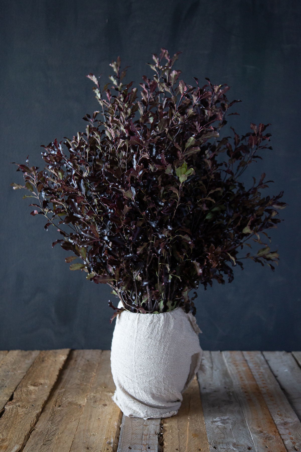 Purple Pittosporum
