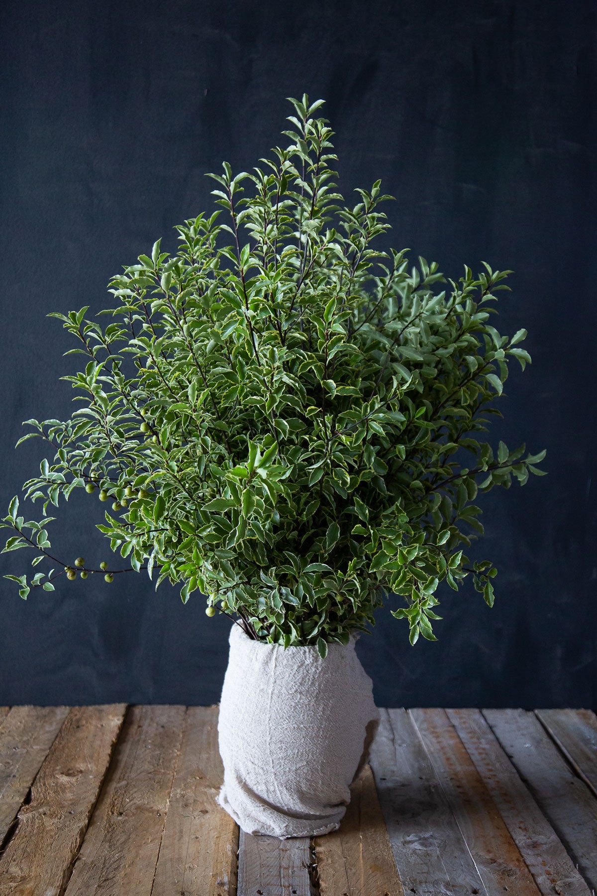 Variegated Pittosporum