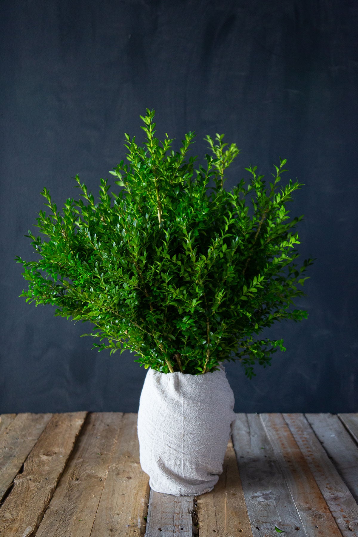 Green Buxus