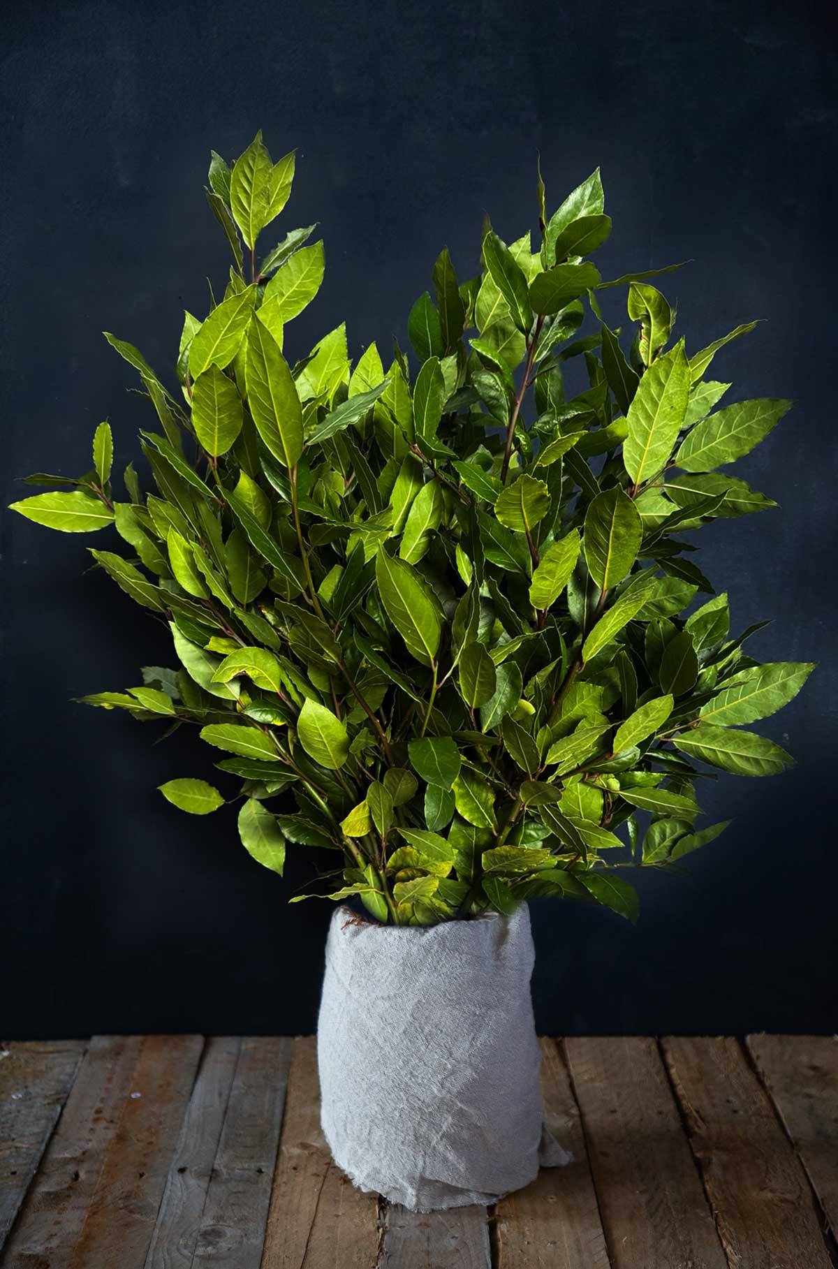 Bay Leaf