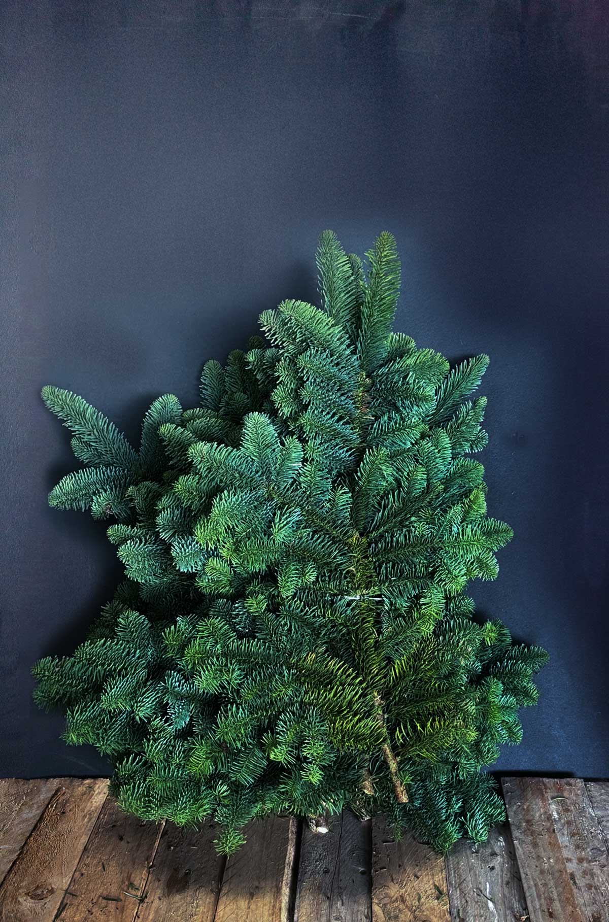 Noble Fir Branches