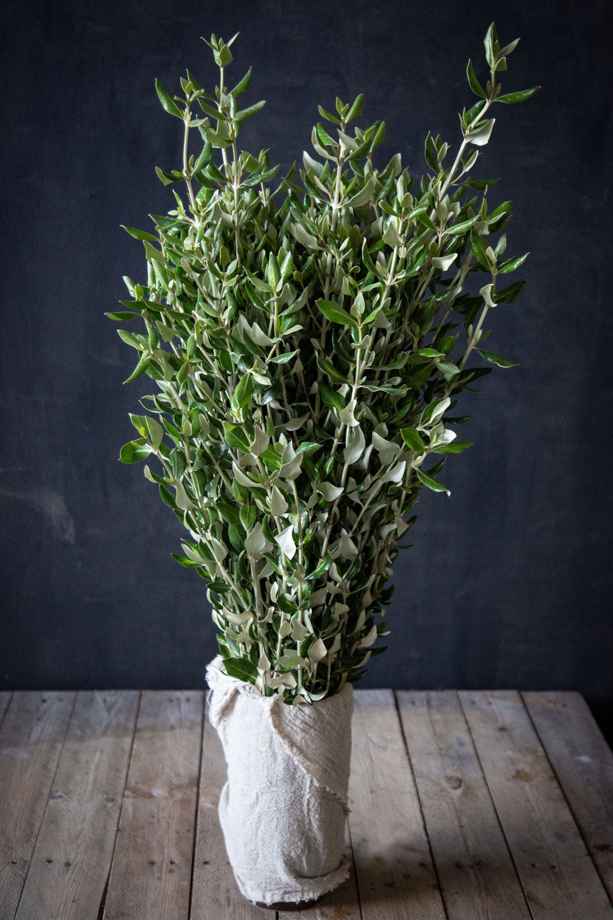 Olearia