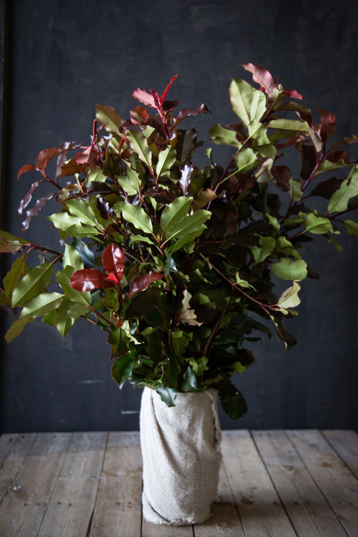 Photinia