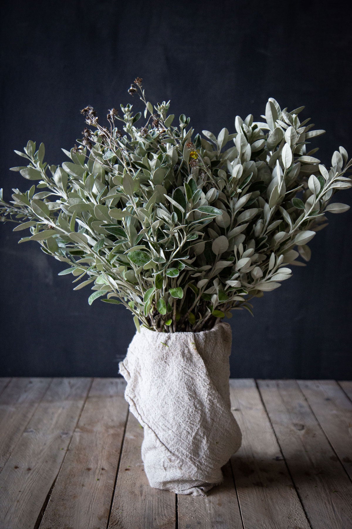 Senecio