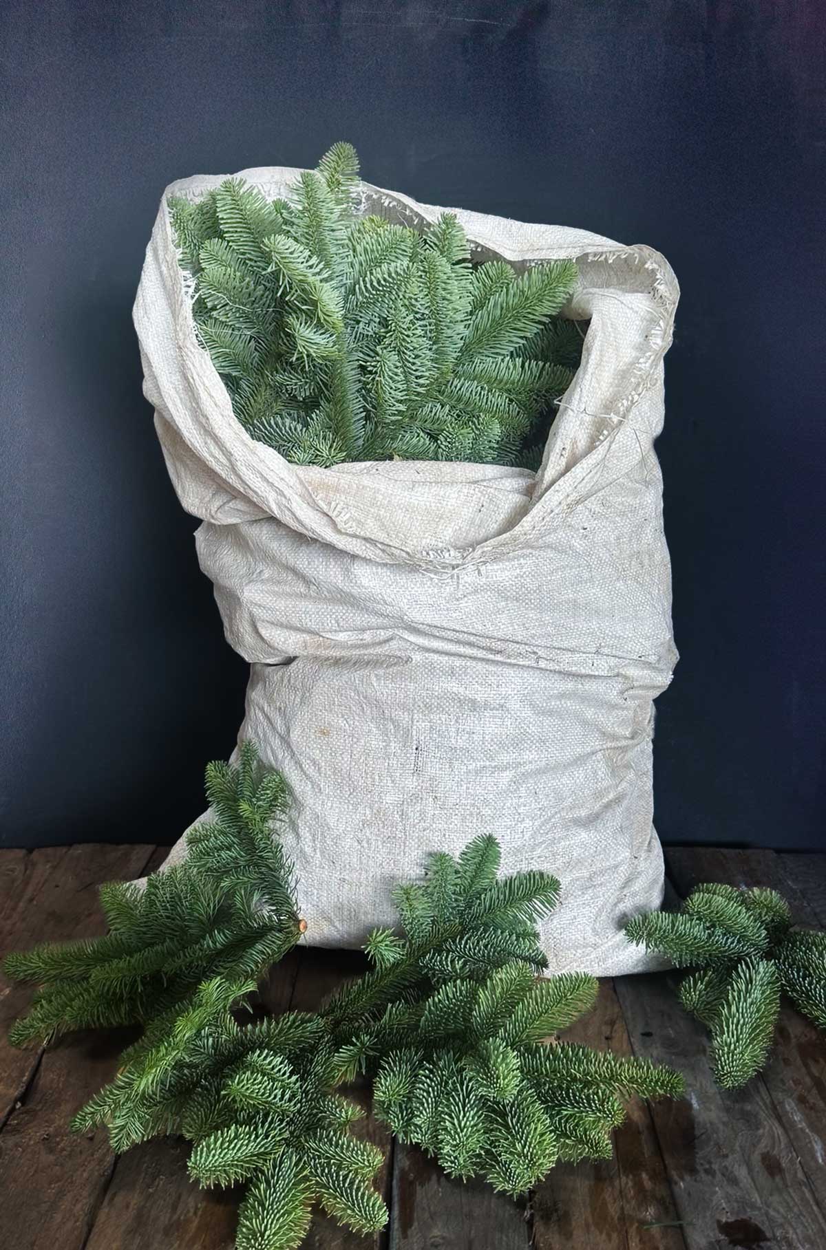 Noble Fir Branches